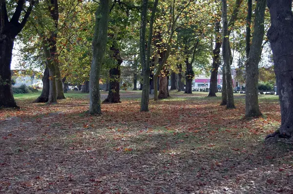 Monte Escalier Performance Installateur monte escalier Idron